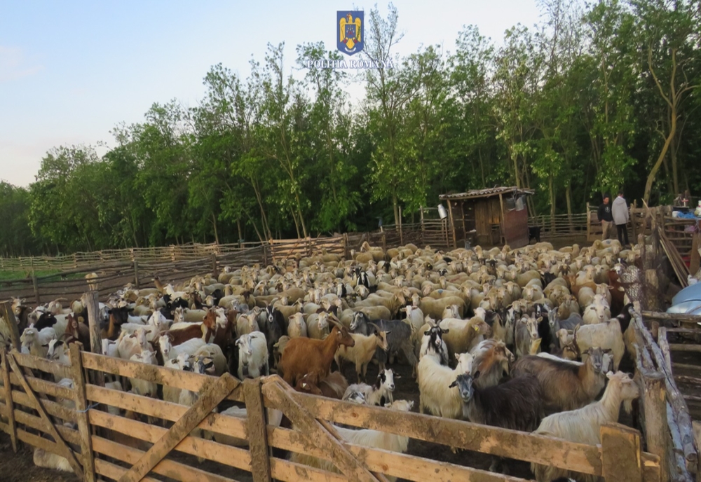 Foto+Video: Arestați preventiv pentru acuzația că ar fi furat 180 de ovine de la o stână amplasată în extravilanul satului Bălășești