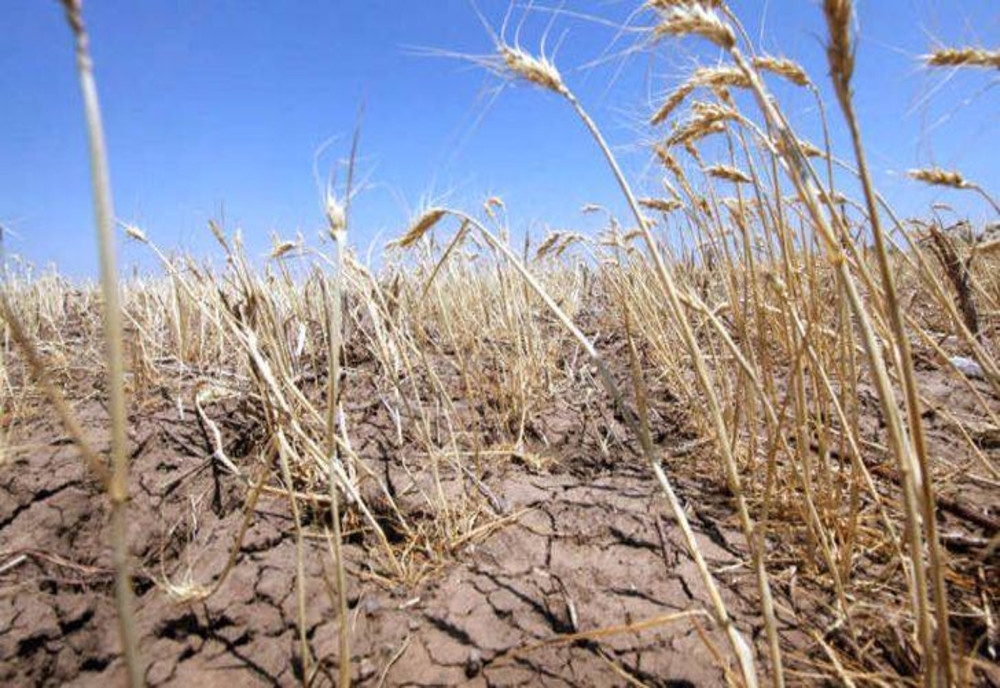 Guvernul a aprobat un ajutor de 300 de milioane de lei pentru fermierii afectați de secetă