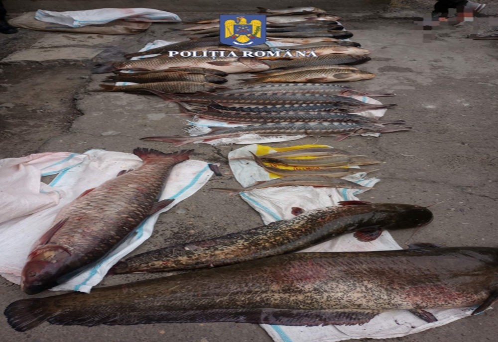 Ialomițeni prinși în flagrant cu peste 140 kg de pește fără acte
