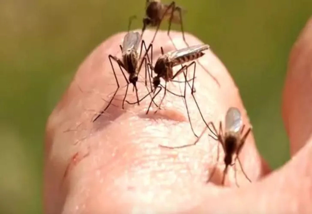 Cum scapi de purici și țânțari fără să folosești chimicale