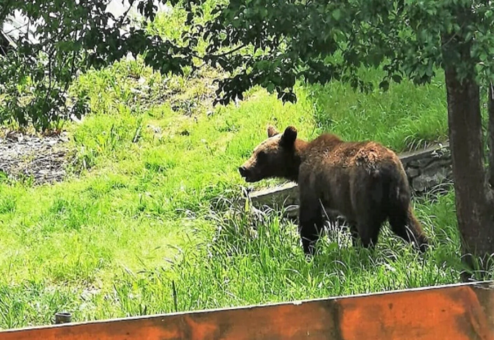 Un urs a fost văzut luni în apropierea locuințelor, la Măneciu. ISU a emis mesaj RO-ALERT
