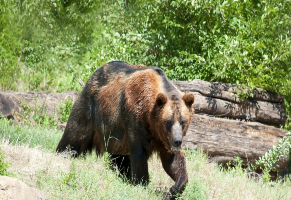 Prima zonă din România unde au fost montate panouri de avertizare pentru hrănirea urșilor