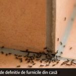 Nu știi cum să mai scapi de FURNICILE din locuința ta? 6 REMEDII naturale, absolut uimitoare