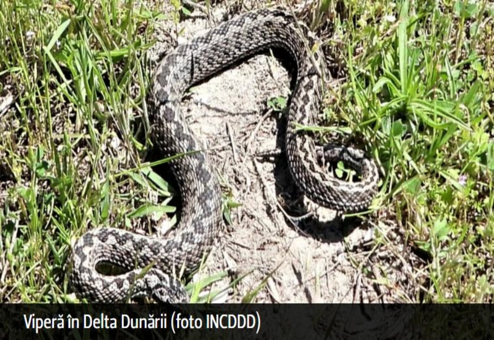 Record de VIPERE în Delta Dunării. Specialiștii au observat zeci de șerpi veninoși
