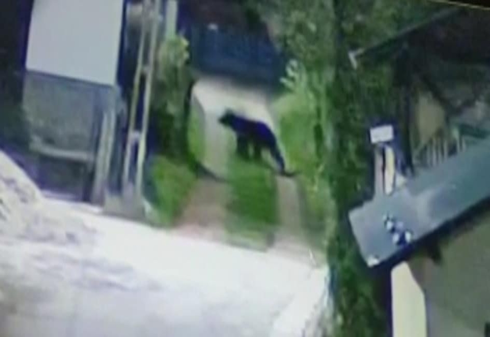 Alertă într-un sat de pe Valea Dâmboviței! Un urs a intrat într-o gospodărie și a omorât două capre