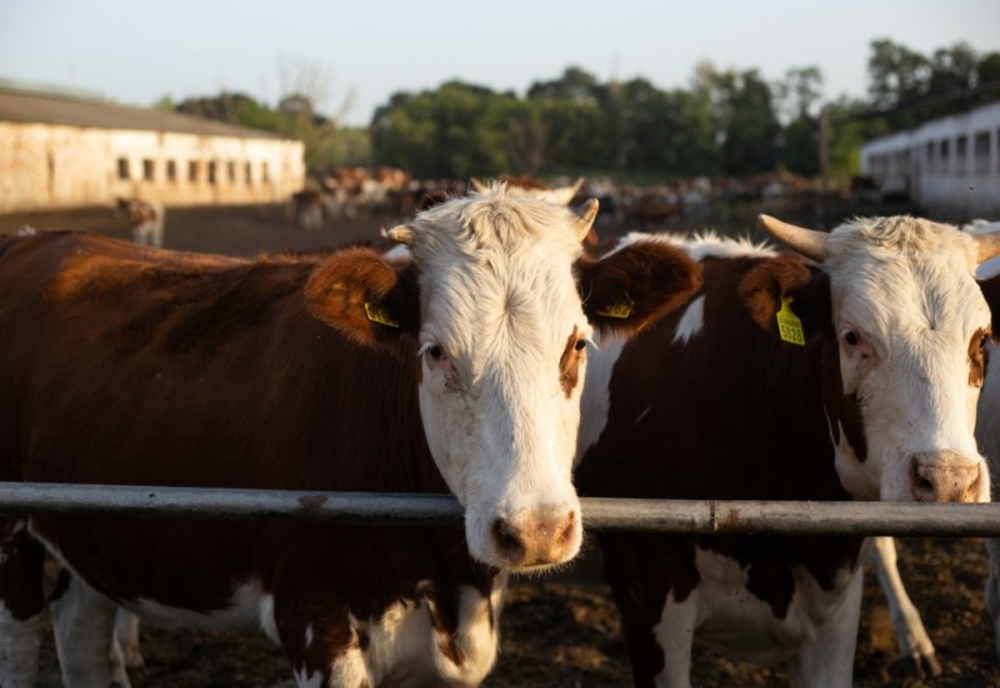 APIA: Crescătorii din sectorul bovin vor primi sprijin financiar de peste 102 milioane de lei