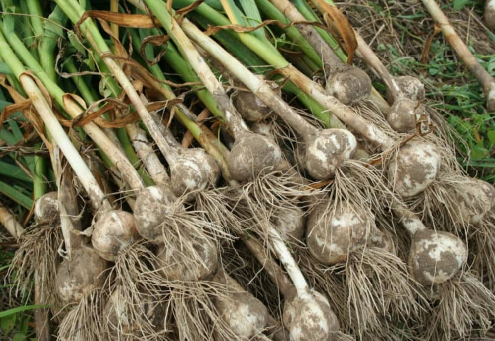 Guvernul a aprobat măsuri pentru susţinerea producţiei de usturoi şi de cartofi
