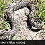 Record de VIPERE în Delta Dunării. Specialiștii au observat zeci de șerpi veninoși