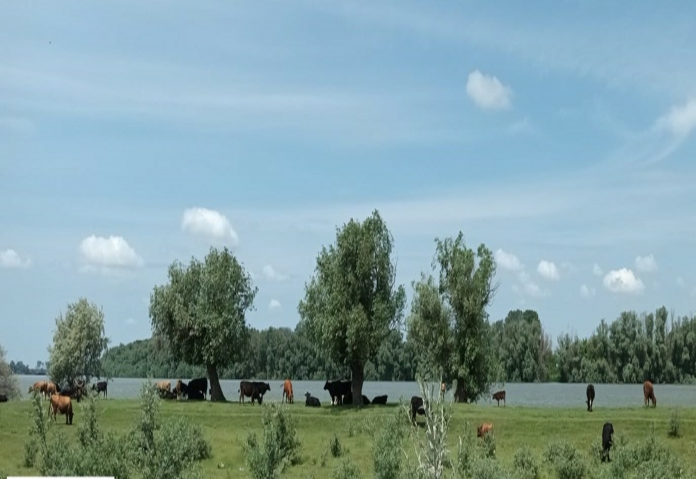 FOTO Amenzi de  50.000 lei pentru creşterea vacilor și oilor în Delta Dunării