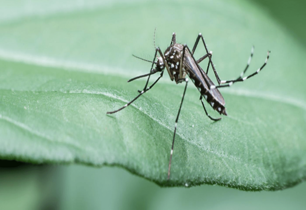 Țânțarii care răspândesc malaria au fost descoperiți și pe teritoriul României. Ce spun autoritățile