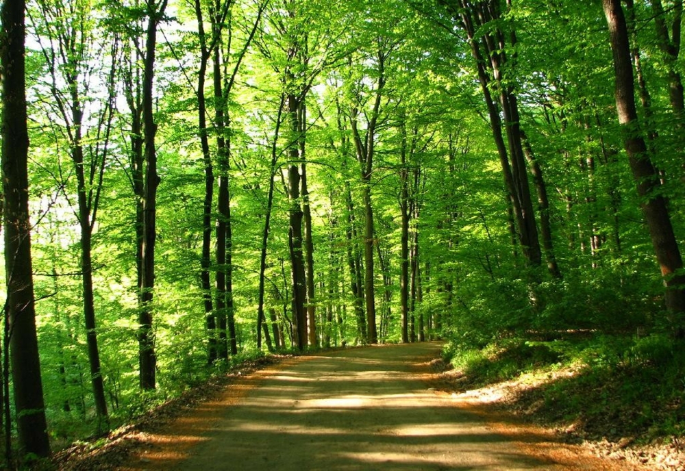 USR acuză Ministerul Mediului că nu vrea să stopeze tăierile pădurilor din jurul Bucureștiului