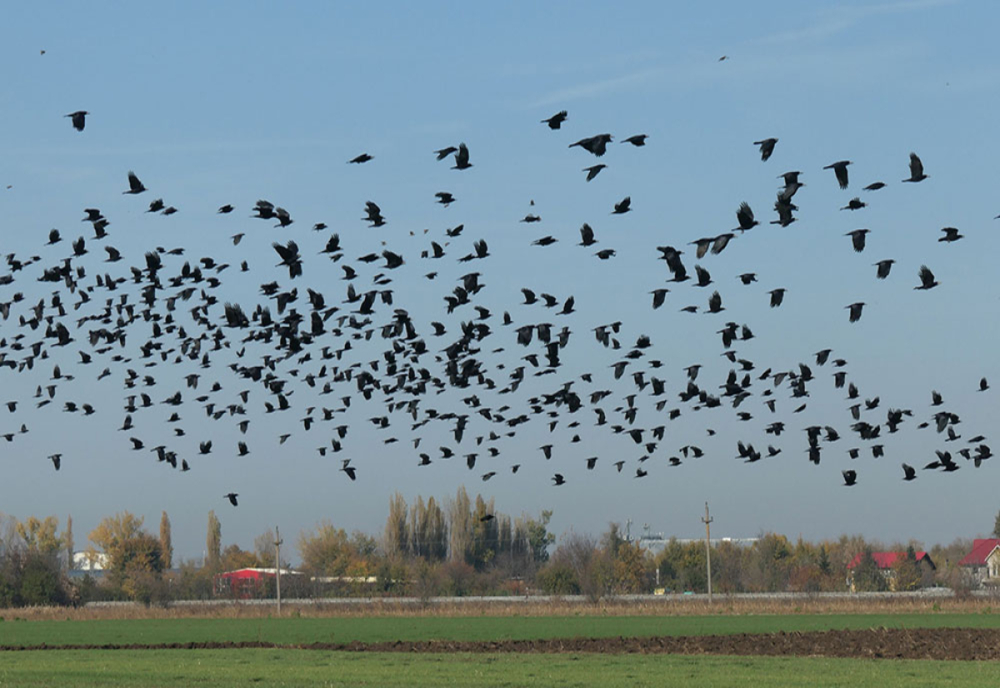 100 de hectare de porumb distruse de ciori în Ialomița