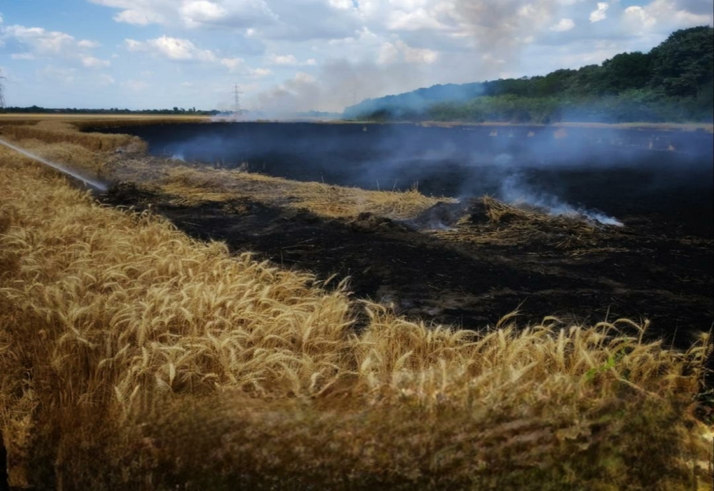 Incendiu într-un lan de grâu din Vidra! Au intervenit pompierii de la ISU Colibaşi