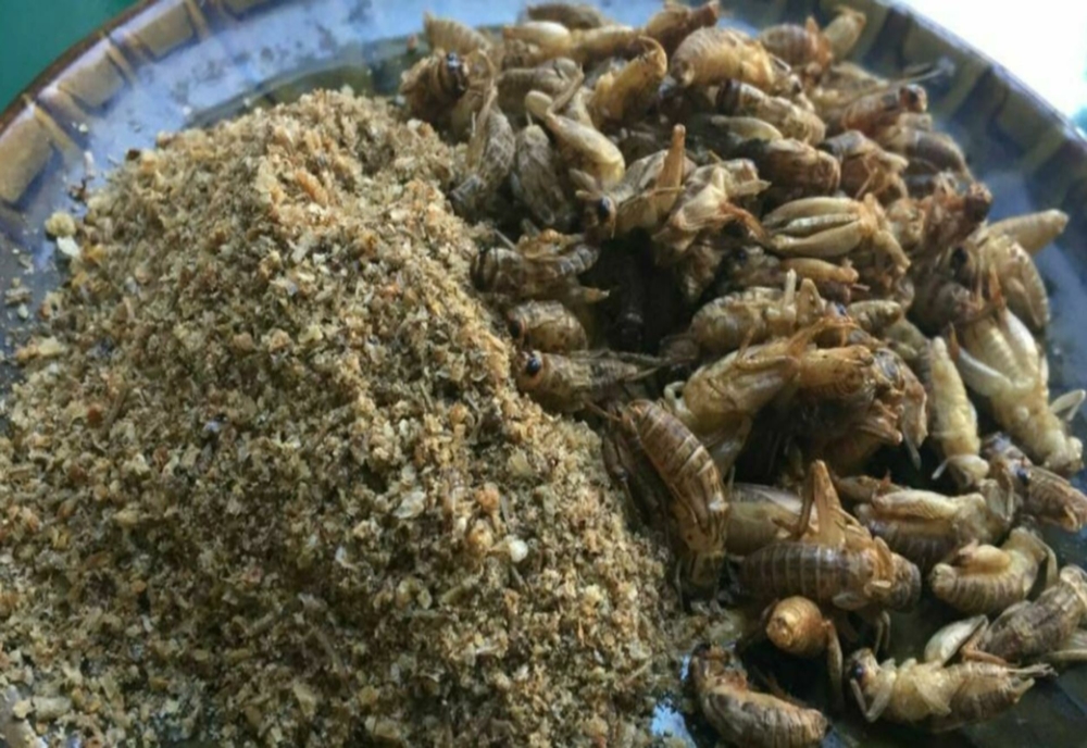 Făina din insecte, interzisă în produsele tradiționale românești. Mâncarea cu gândaci, larve și viermi va fi pusă pe raft special