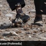Invazie de lăcuste fără precedent. Oamenii se simt de parcă ar veni „sfârșitul lumii” – VIDEO
