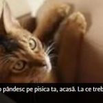 La ce pericole sunt expuse pisicile lăsate singure în casă. La ce trebuie să fie atenți stăpânii