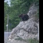 VIDEO Momente de panică, la Bran. Un urs a vizitat Castelul lui Dracula