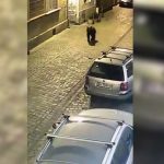 VIDEO Panică în Brașov: un URS a fost filmat pe străzile orașului. O femeie, surprinsă de animal 