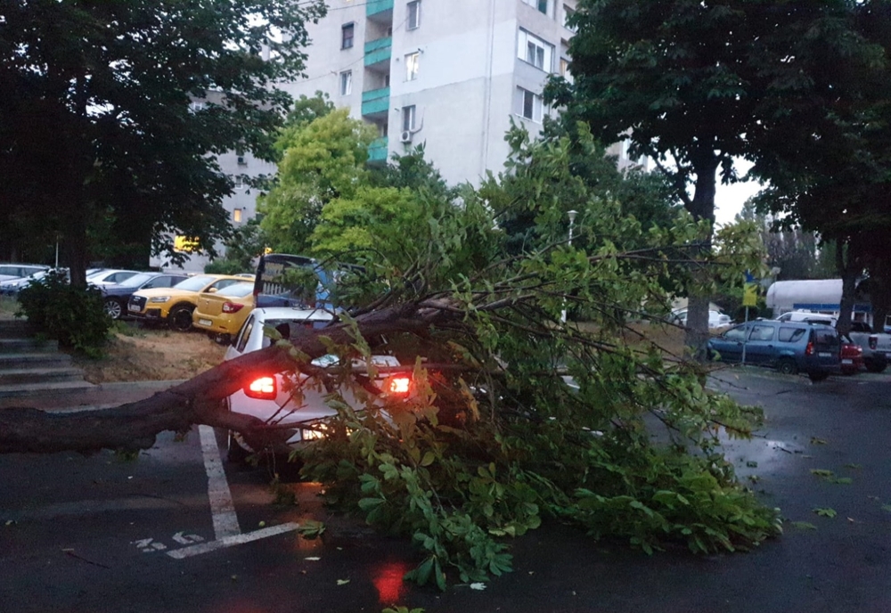 FOTO Probleme în Constanța, din cauza copacilor rupți de vântul puternic