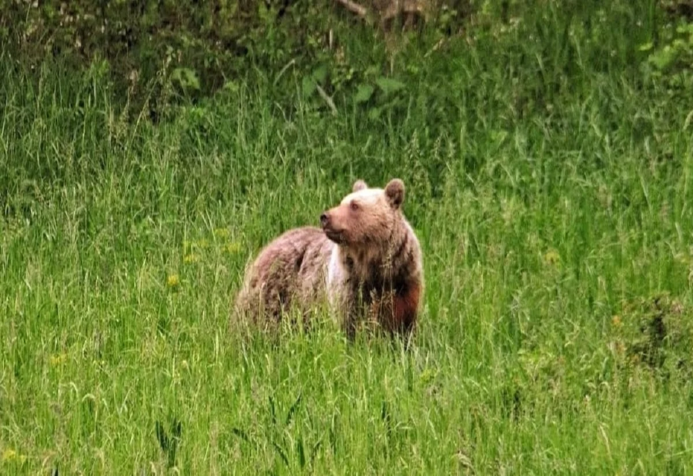 Prezenţa unui urs, semnalată într-o comună din Prahova
