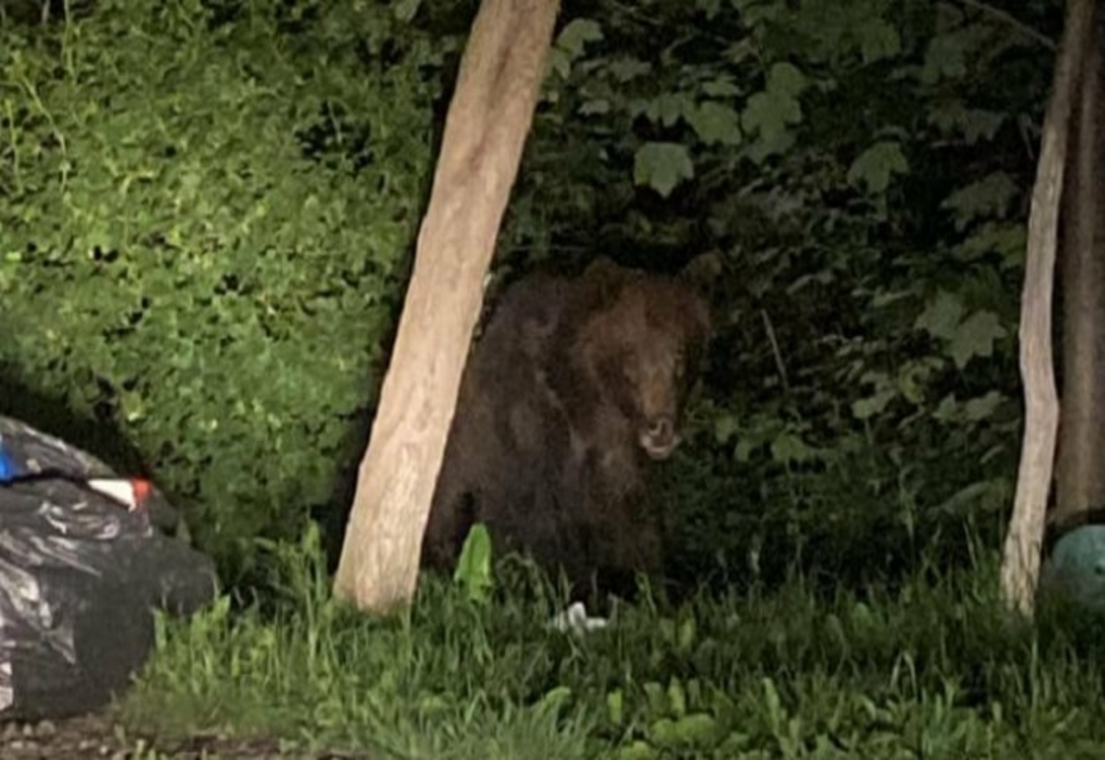 Mesaj RO-ALERT la Câmpina! Un urs a fost văzut pe o stradă din localitate