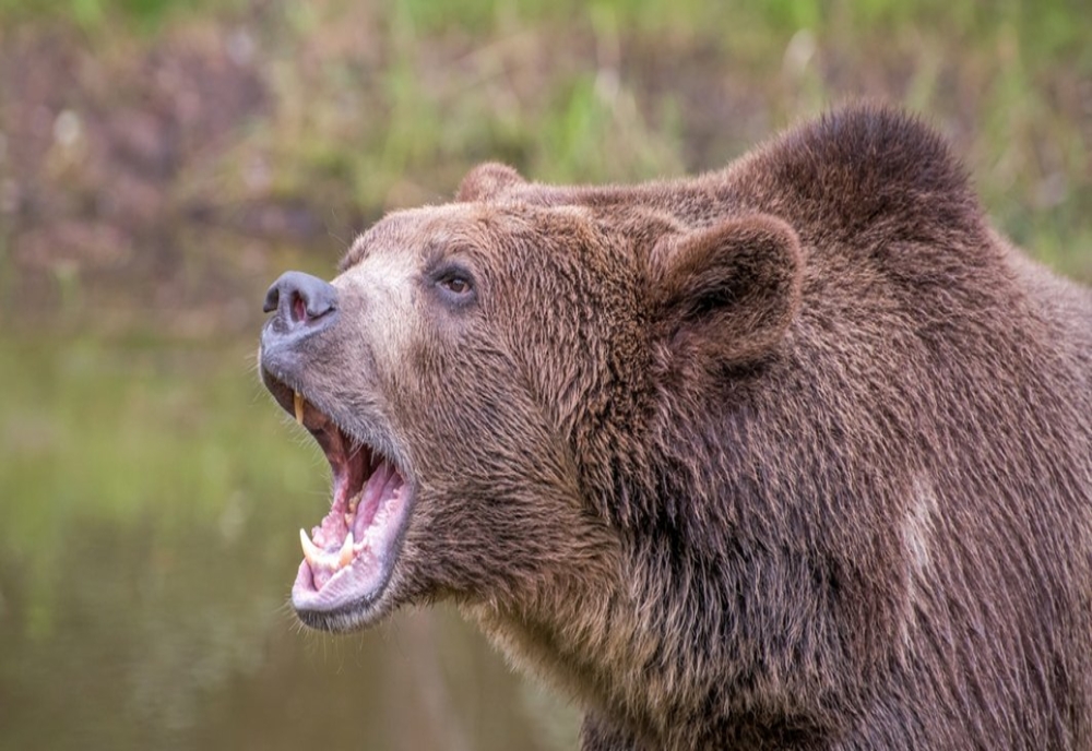 Dâmbovița. Cioban atacat de urs în Moroeni