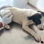 Cruzime fără margine de care a dat dovadă un copil de doar 10 ani. A aruncat de la etaj un cățeluș