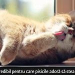 Motivul incredibil pentru care pisicile adoră să stea la soare