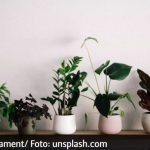 Spune adio umidității și mucegaiului din casă! Top 5 plante care te salvează