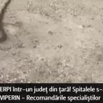 Invazie de ȘERPI într-un județ din țară! Spitalele s-au pregătit cu SER ANTIVIPERIN – Recomandările specialiștilor