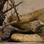 Copil de 13 ani, mușcat de o viperă în curtea casei. Interveție de urgență a jandarmilor