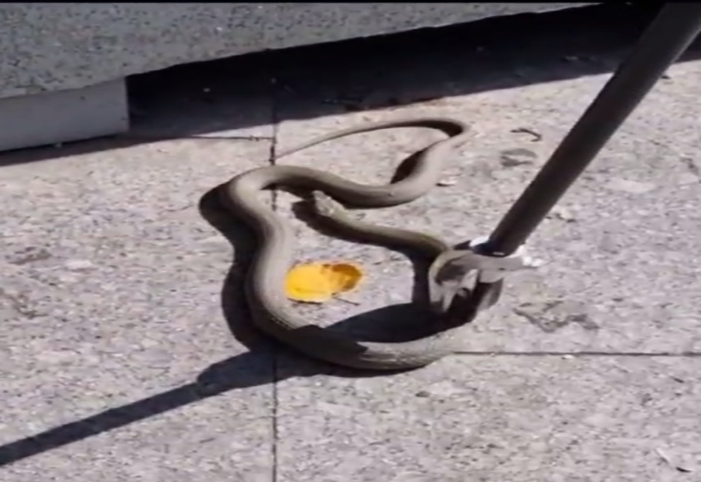 Un șarpe mare încerca să intre pe terasa unui restaurant din Galați