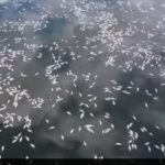 Dezastru ecologic la Cluj – Imagini terifiante, miros greu de suportat – Autoritățile nu au luat nicio măsură