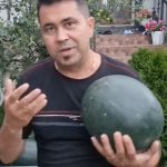 Cum să alegi cel mai bun pepene. 5 sfaturi de la un fermier – VIDEO
