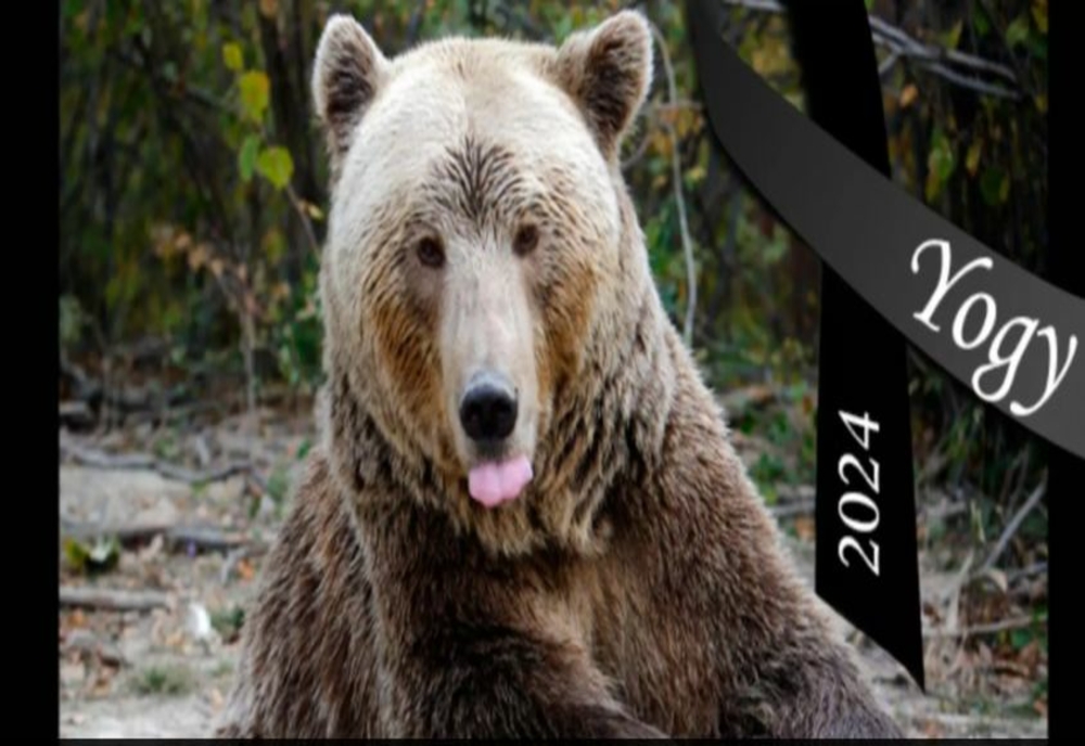 A murit Yogi, cel mai în vârstă urs brun din România. Mai mult de jumătate din viață și-a petrecut-o în captivitate