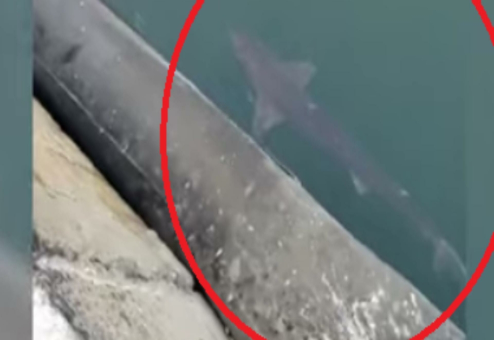Apariție rară pe litoralul românesc! Un rechin, filmat aproape de suprafața apei, în Portul Constanța