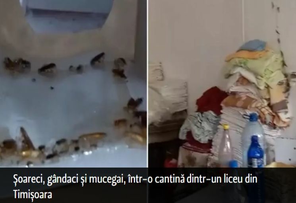 Șoareci, gândaci și mucegai, în cantina unui liceu din Timișoara – VIDEO