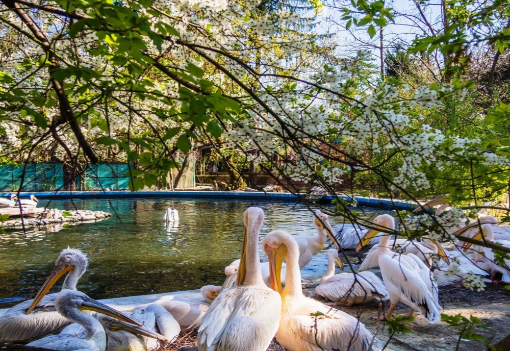 „Picnic la Zoo” de 1 Mai, în București – programul evenimentului