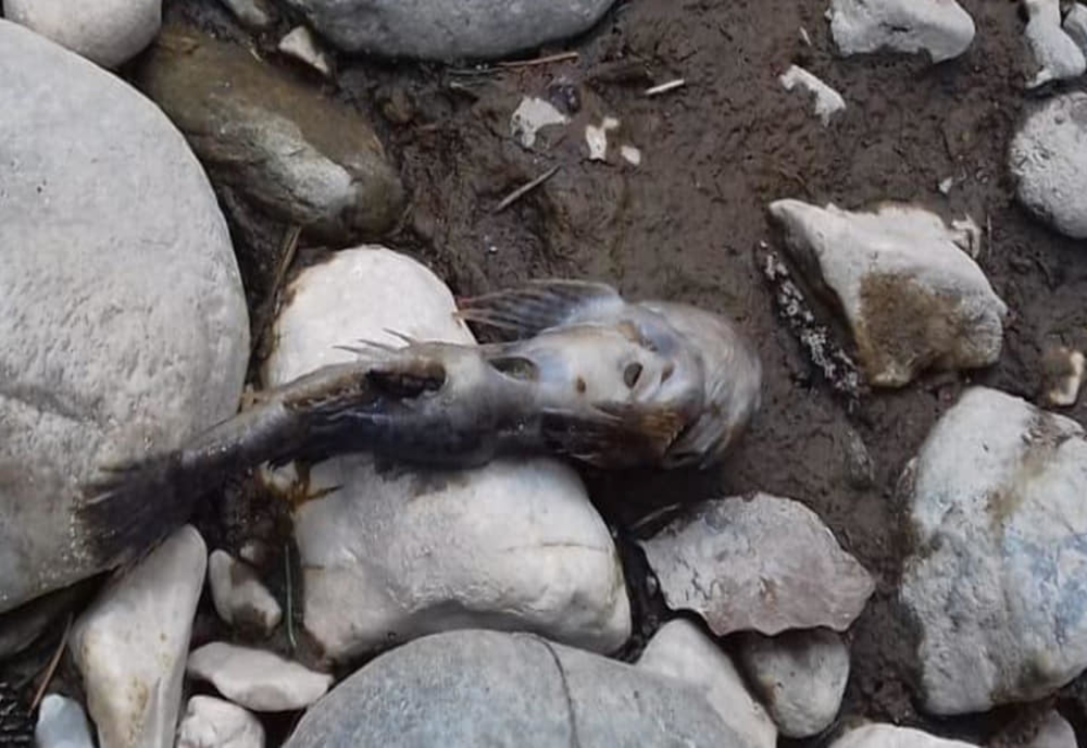 Poluare gravă pe pârâul Peţea, din judeţul Bihor. Peste 150 de kilograme de peşti morţi