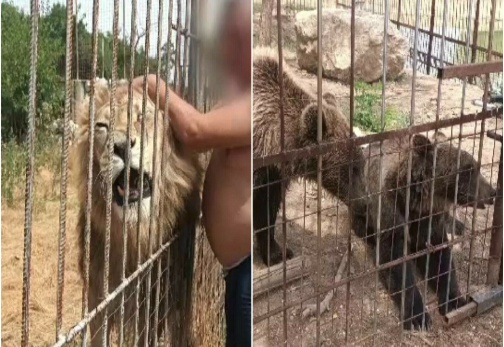 URȘI, LEI ȘI MAIMUȚE ÎN CURTEA UNUI BĂRBAT DIN DÂMBOVIȚA. GRĂDINĂ ZOOLO­GICĂ ILEGALĂ DESCOPERITĂ DE GARDA DE MEDIU